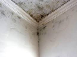 Best Emergency Mold Remediation  in Largo, FL