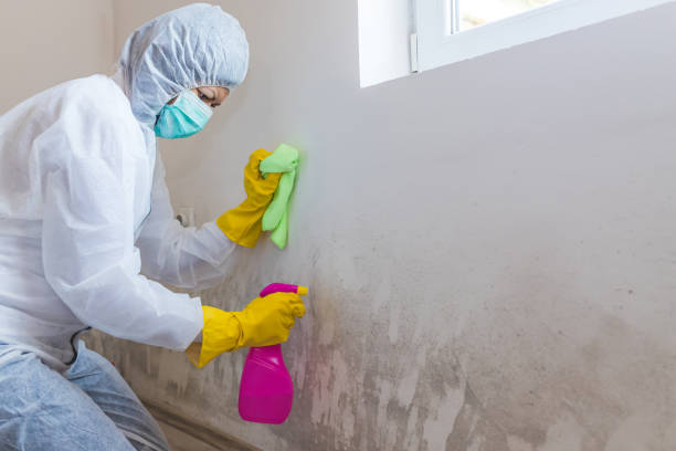 Best Basement Mold Removal  in Largo, FL