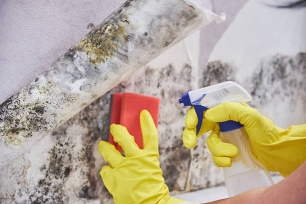 Mold Remediation for Rental Properties in Largo, FL